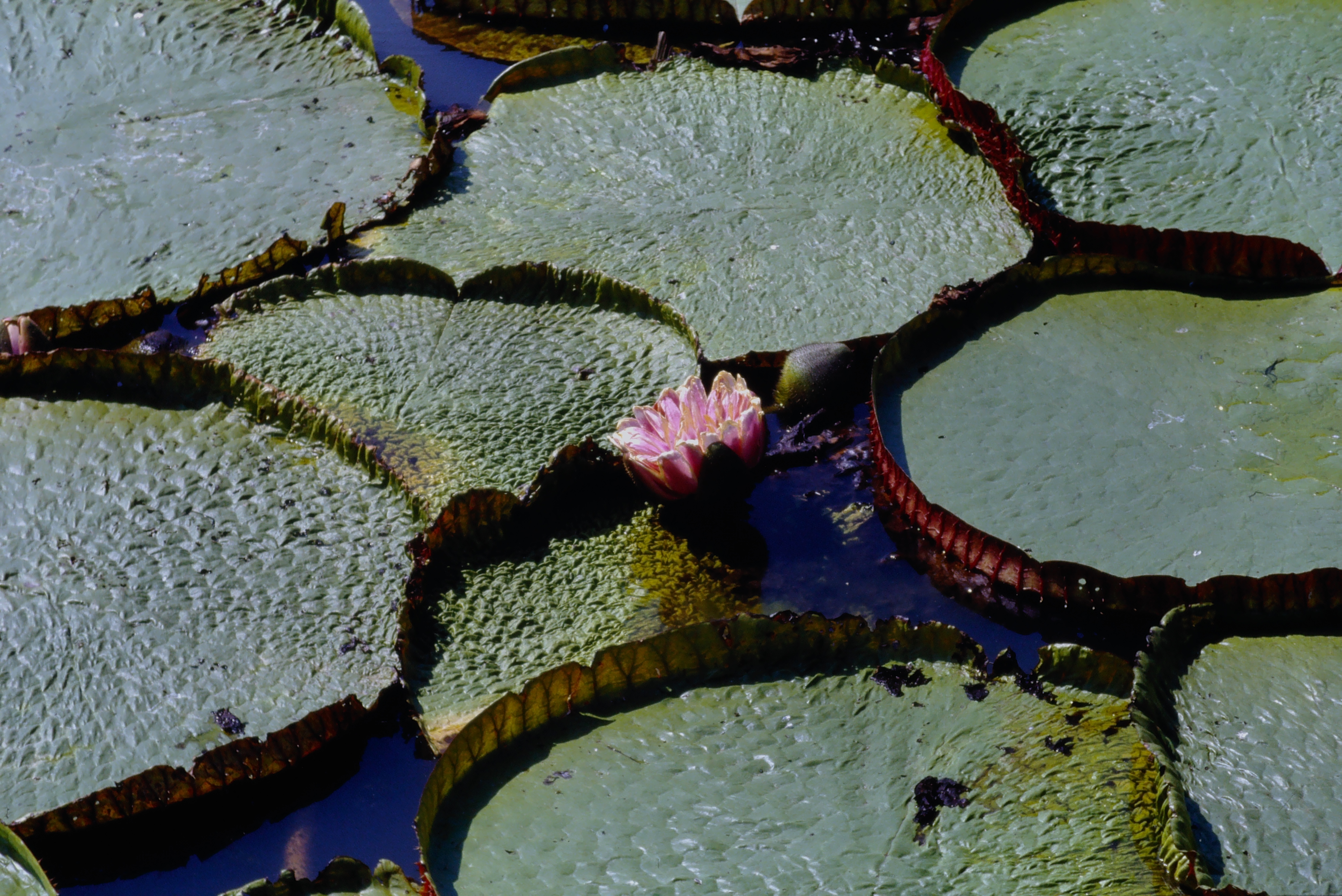1989 - PANTANAL